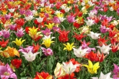 L’influenza del tulipano sull’ arte, la cultura e l’ economia dell’ olanda del seicento