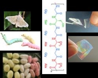Materiali Tecnologici futuri e loro impatto sulla nostra vita: la seta nel terzo millennio