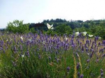 Visita parco Bel Poggio